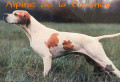 Pedigree ALPIN DE LA COTANCE